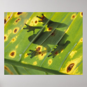 Póster CENTROAMÉRICA, Costa Rica, Rana retroiluminada