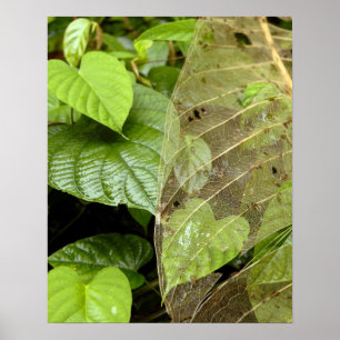 Póster Centroamérica, Costa Rica, Sarapiqui, Braulio