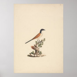 Póster Centropus monachus (Cucal cabeciazul)