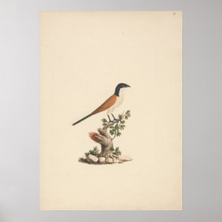 Póster Centropus monachus (Cucal cabeciazul)
