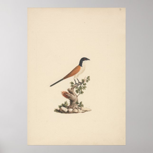 Póster Centropus monachus (Cucal cabeciazul) (Frente)