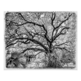 Póster "Century Oak" Black and White Wall Art 