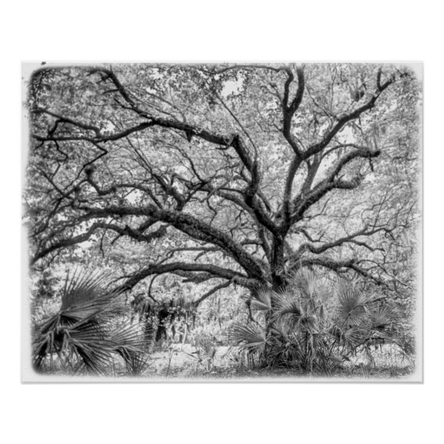 Póster "Century Oak" Black and White Wall Art  (Anverso)