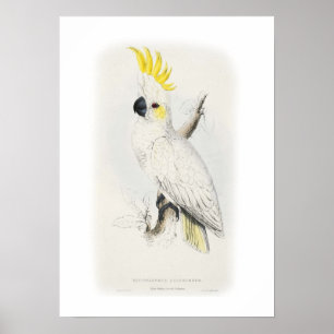 Póster Cepatopatía con crema de azufre