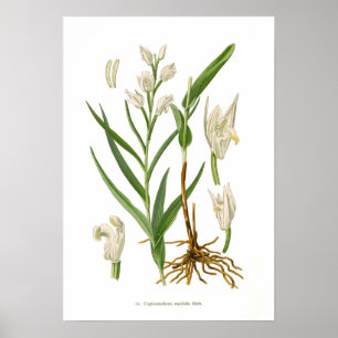 Póster Cephalanthera ensifolia