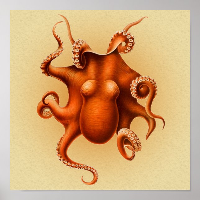 Póster Cephalapod Vintage (Frente)