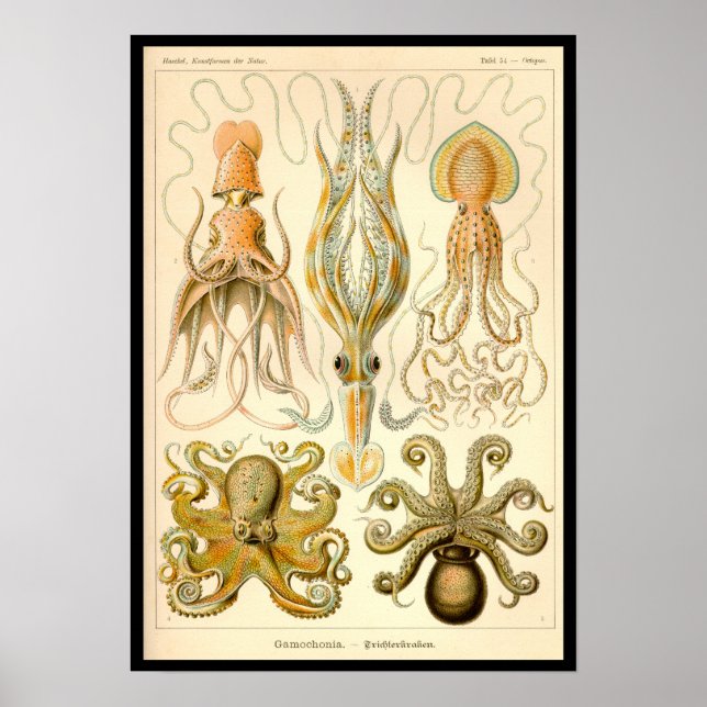 Póster Cephalopod Octopus Naturaleza marina de calamar (Frente)