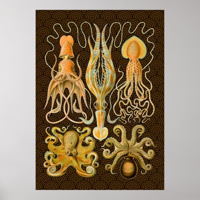 Póster Cephalopod Octopus Naturaleza marina de calamar (Frente)