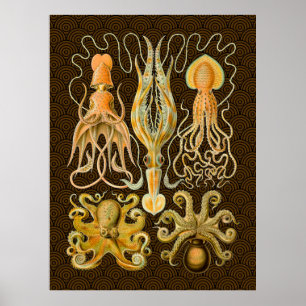 Póster Cephalopod Octopus Naturaleza marina de calamar