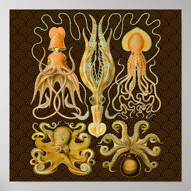 Póster Cephalopod Octopus Naturaleza marina de calamar (Frente)