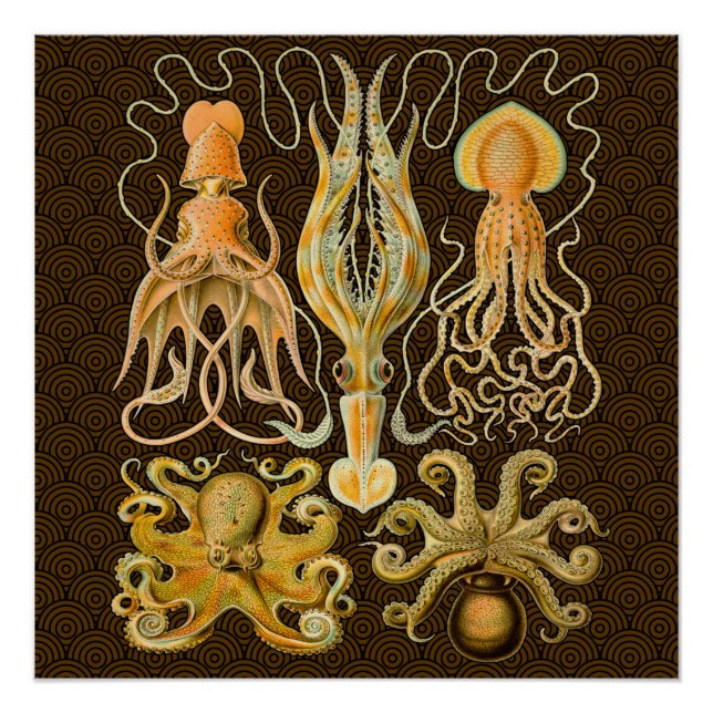 Póster Cephalopod Octopus Naturaleza marina de calamar (Anverso)