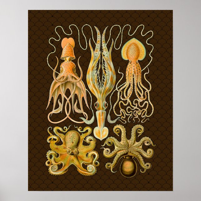 Póster Cephalopod Octopus Naturaleza marina de calamar (Frente)