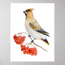 Póster Cepillo de aves de la selva acuarela