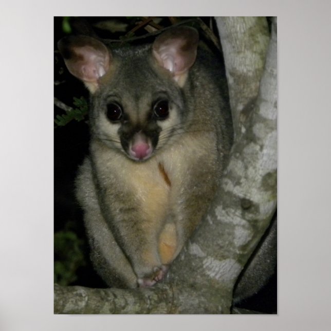 Póster Cepillo de cola frecuente (Trichosurus vulpecula) (Frente)