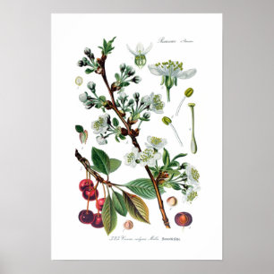 Póster Cerasus vulgaris (Cerezo)