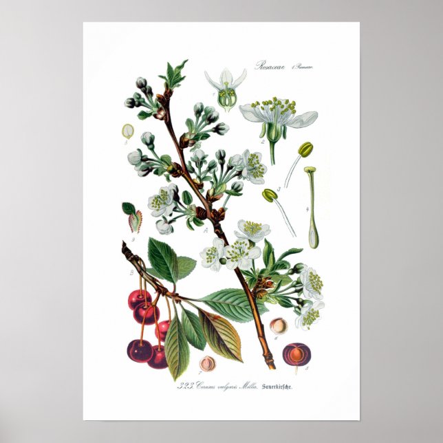 Póster Cerasus vulgaris (Cerezo) (Frente)