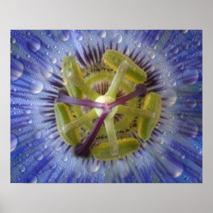 Póster Cercanía de la flor de la pasión de peluche. Cr