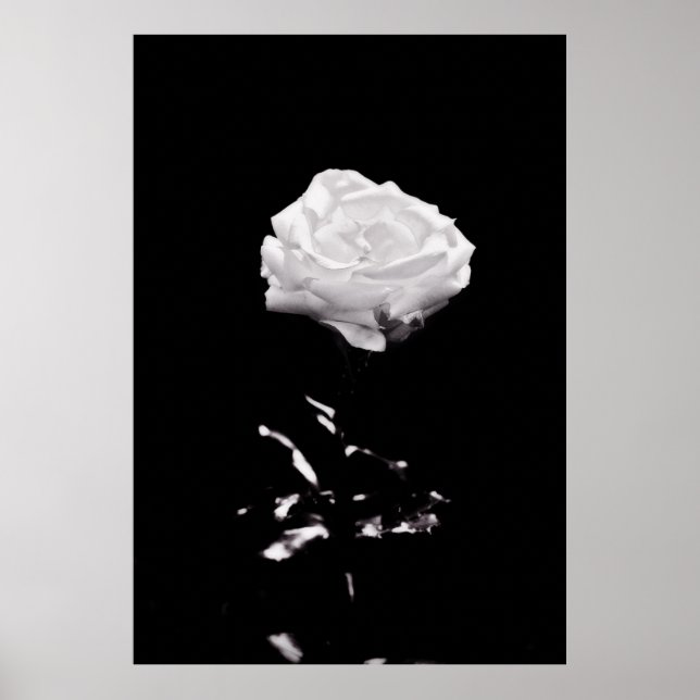 Póster Cercanía de Rosa blanco y negro (Frente)