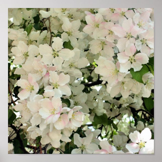 Póster Cercanías de flores de crabapple de primavera cerr (Frente)
