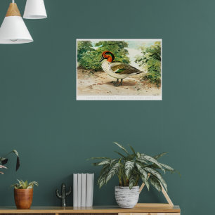 Póster Cerceta aliverde