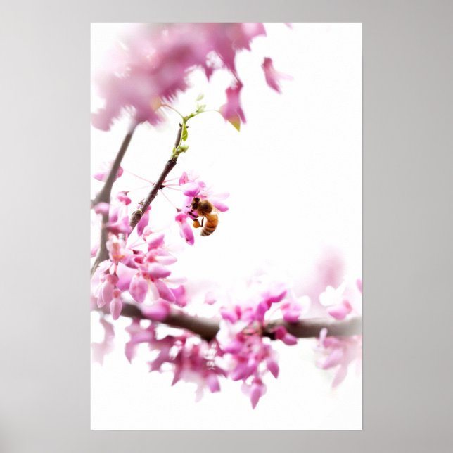 Póster Cercis y abeja melífera en primavera (Frente)
