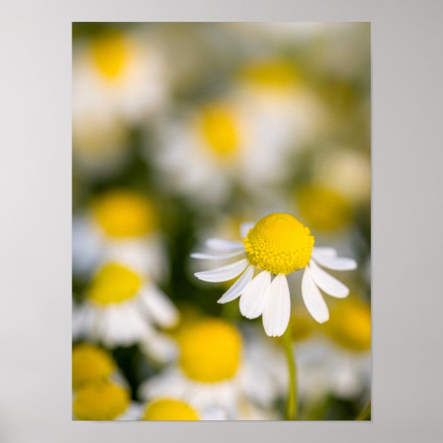 Póster Cerco de la flor de Chamomile, Hungría (Frente)