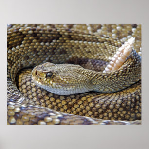 Póster Cerco de serpiente venenosa