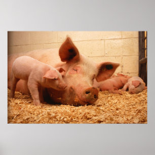 Póster Cerda y cochinillos