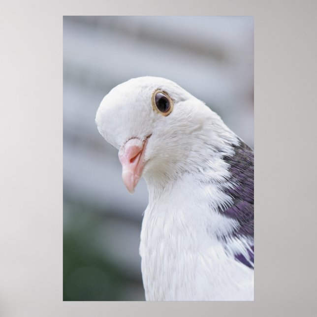 Póster Cerdo (Frente)