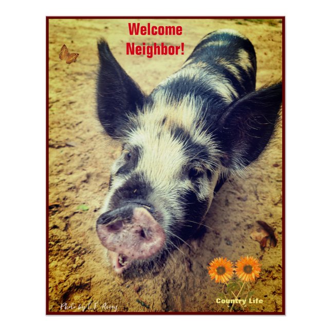 Póster Cerdo Animal - Vida de Campo (Anverso)