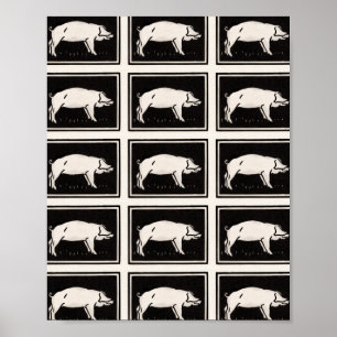 Póster Cerdo blanco y negro por Julie de Graag