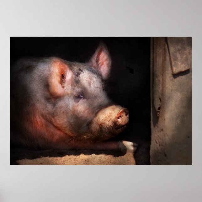Póster Cerdo - Cerdito número dos (Frente)