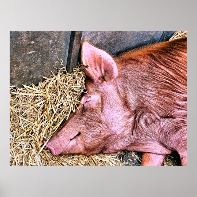 PÓSTER CERDO CUTIDO (Frente)