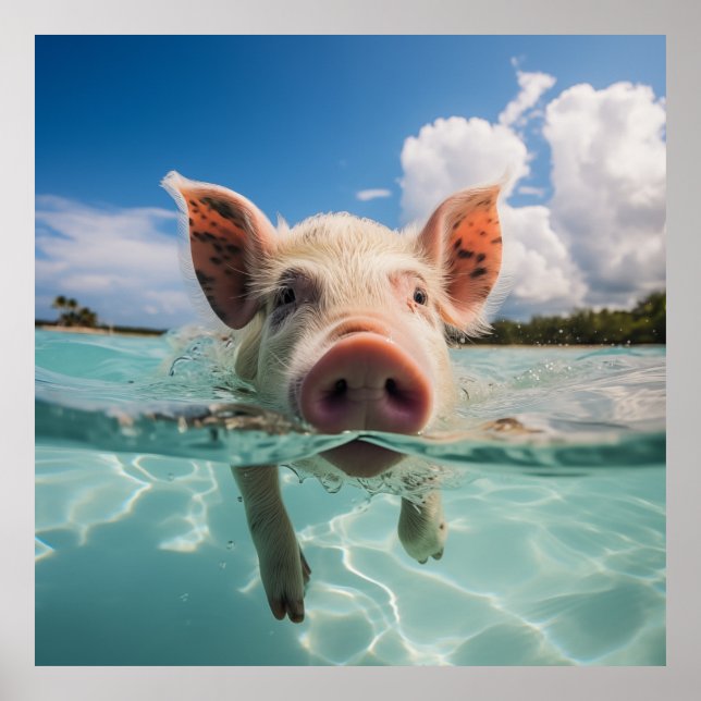 Póster Cerdo de baño de Bahamas (Frente)