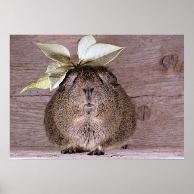 Póster Cerdo de Guinea (Frente)