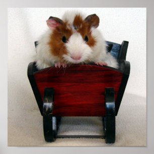 Póster Cerdo de Guinea bebé en Sleigh