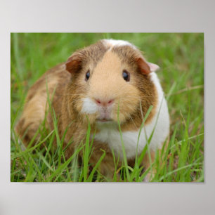 Póster Cerdo de Guinea doméstico
