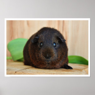 Póster Cerdo de Guinea Smooth, Oro Agouti