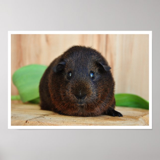 Póster Cerdo de Guinea Smooth, Oro Agouti (Frente)