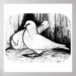 Póster Cerdo de racha gigante