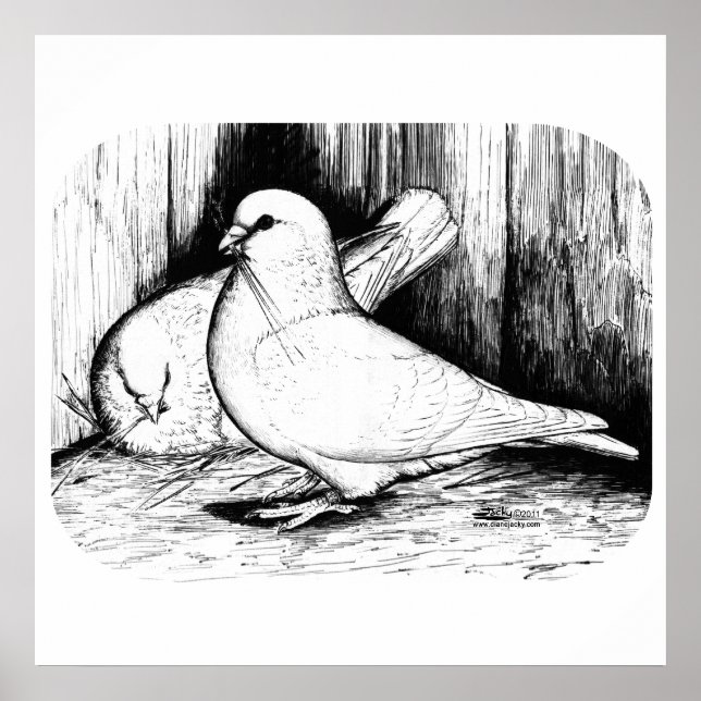 Póster Cerdo de racha gigante (Frente)