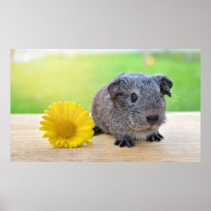 Póster Cerdo guineano con Poster de flores