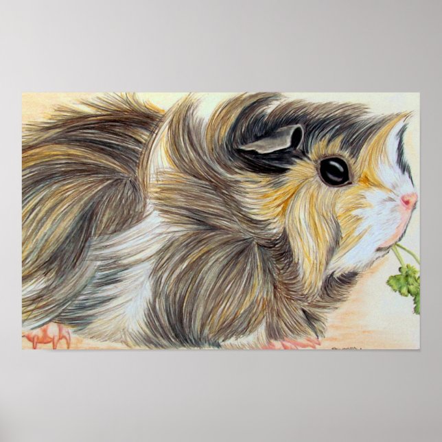 Póster Cerdo guineano con primavera (Frente)