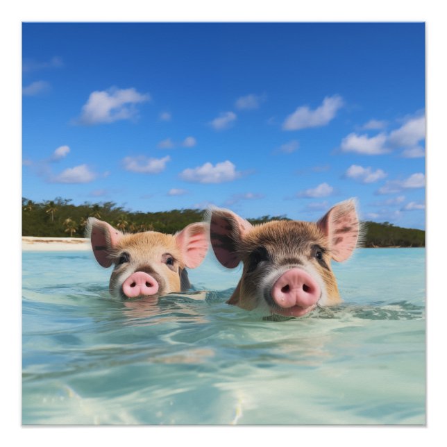 Póster Cerdo nadador lindo Exuma Bahamas (Anverso)