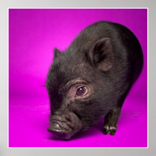 Póster Cerdo negro del bebé