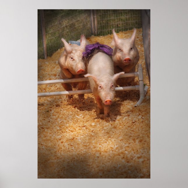 Póster Cerdo - Pasando los obstáculos (Frente)