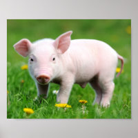 Cerdo rosa de granja viva Cuaderno
