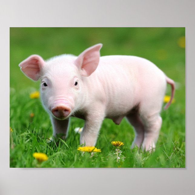 Póster Cerdo rosa de granja viva Cuaderno (Frente)
