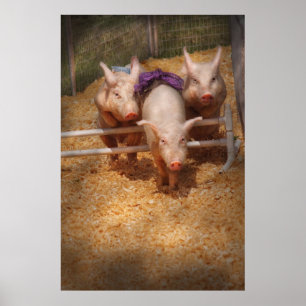 Póster Cerdo - Superando obstáculos