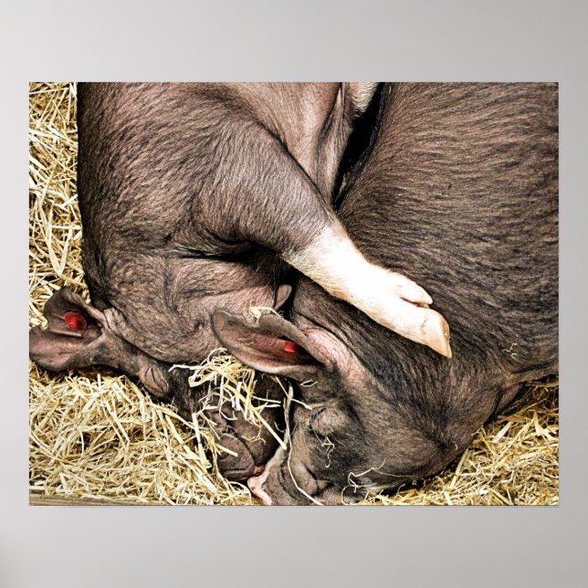 PÓSTER CERDOS CUTIDOS (Frente)